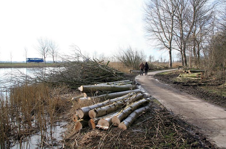 Motie bomenkap door meerderheid raad verworpen