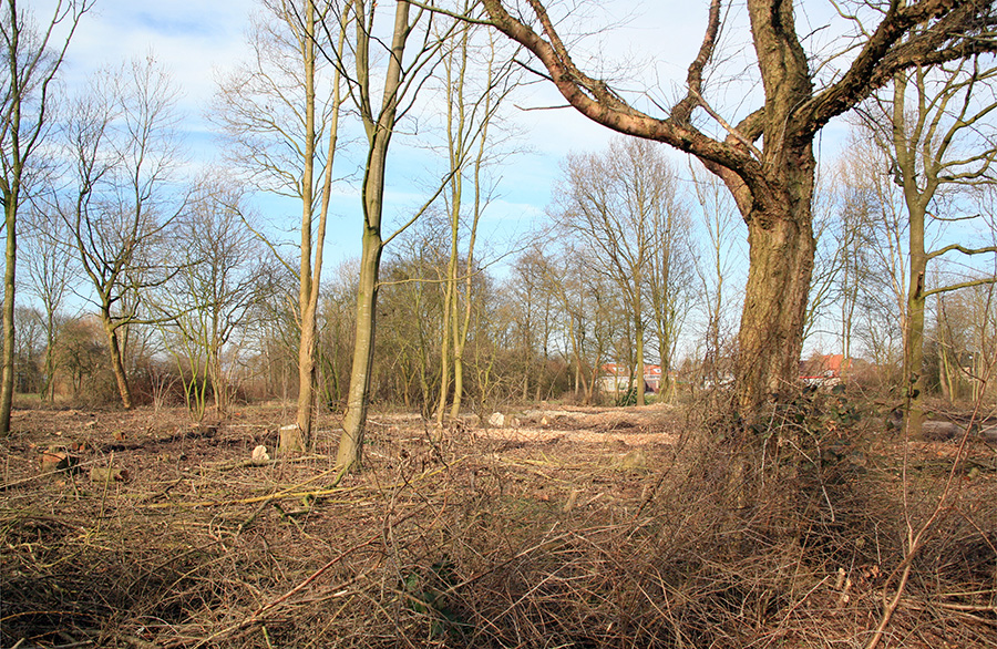 Bescherm waardevolle bomen