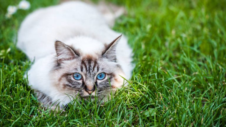 Dongeradeel ondersteunt initiatief tegen verwilderde katten