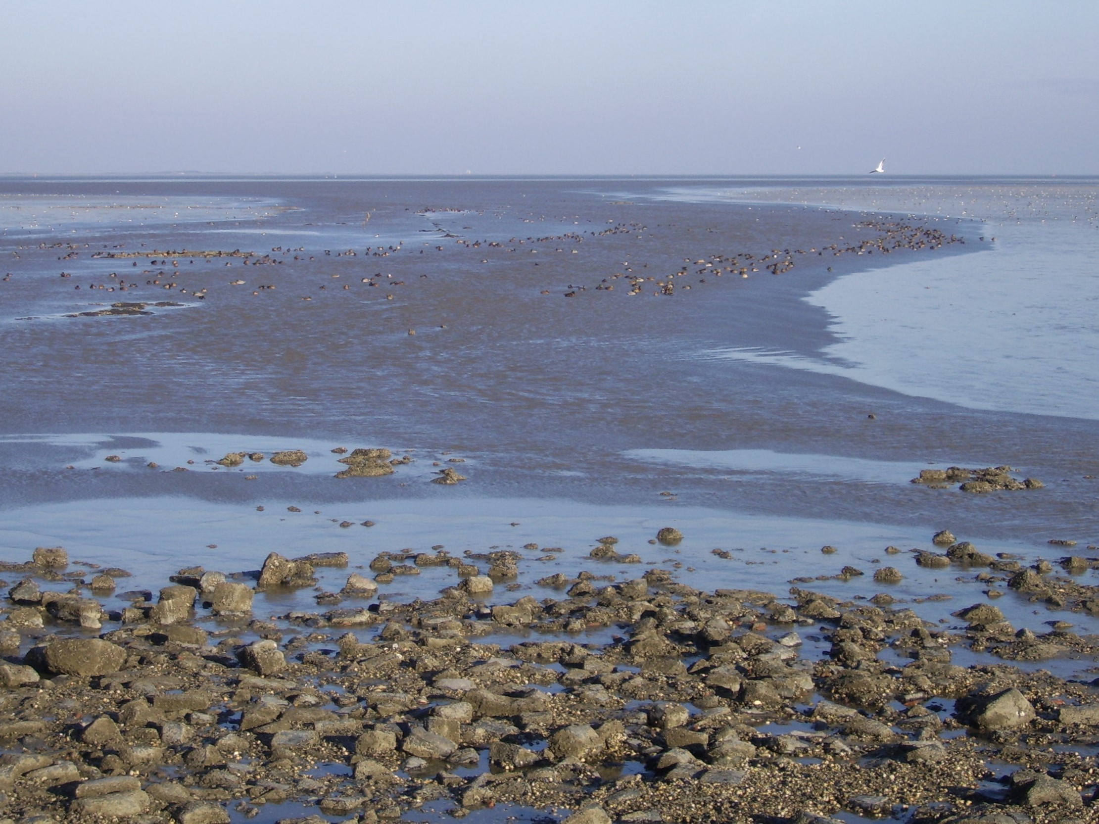 Waddenagenda moet concreet bijdragen aan bescherming waddennatuur.