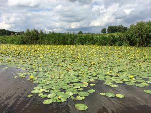 Lees meer over het artikel Natuurnota voor gemeente Noardeast-Fryslân