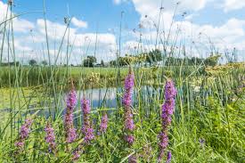 Vooruitgang geboekt voor de biodiversiteit!