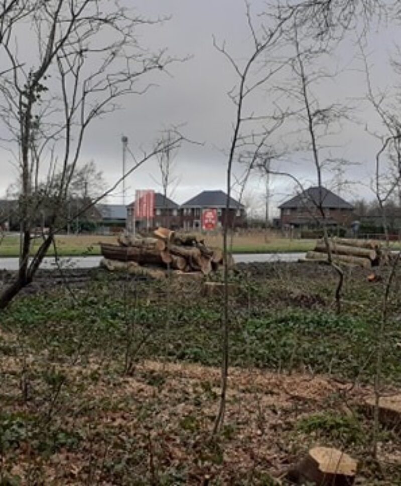 Eindelijk een bomenbeleid