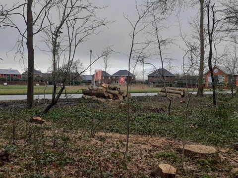 Vragen over rigoureuze bomenkap