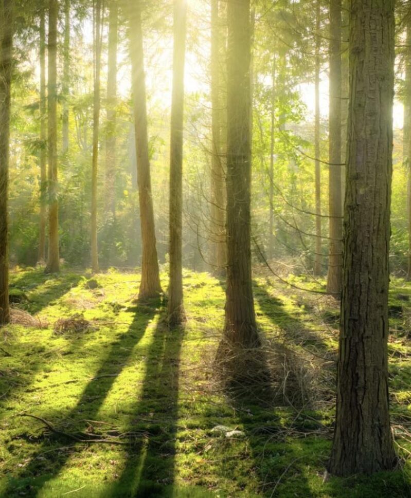 Een gedenkbos in Noardeast-Fryslân